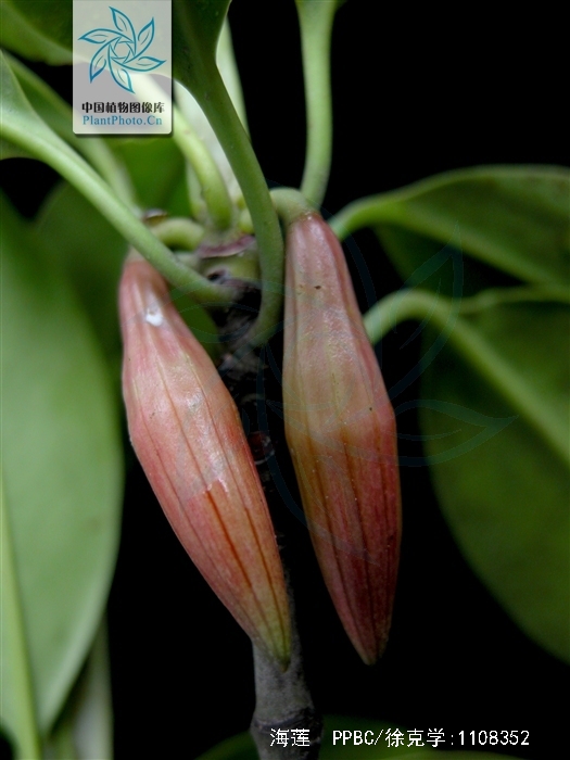  p>海莲(学名: i>bruguiera sexangula /i> (lour.) poir.