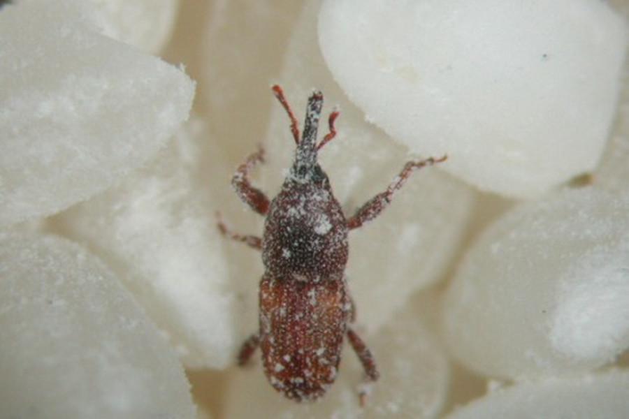  p>米虫指大米里的蛀虫,学名为 a target="_blank" href="/item/米象