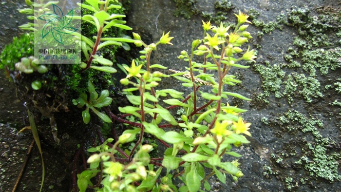  p>繁缕景天(学名: i>sedum stellariifolium /i> franch.