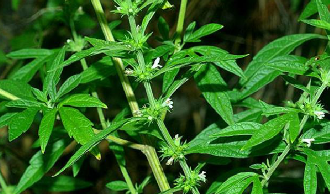  p>假鬃尾草( a href="#" data-lemmaid="8074290">学名 /a>:leonurus