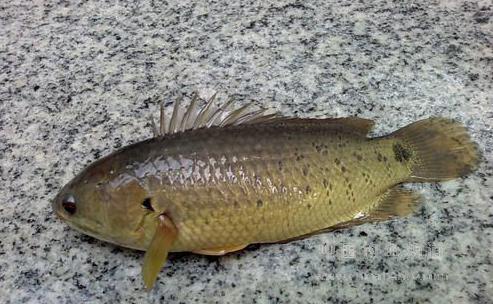  p>攀鲈亚目(anabantoidei)鱼类在鳃内部上方具有 a href="#" data