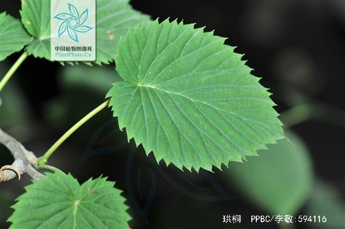  p>珙桐(gǒng tóng)为 a target="_blank" href="/item/落叶乔木