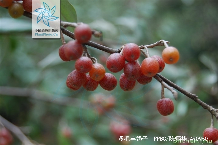  p> a href="#" data-lemmaid="10486835">多毛羊奶子 /a>,拉丁文名