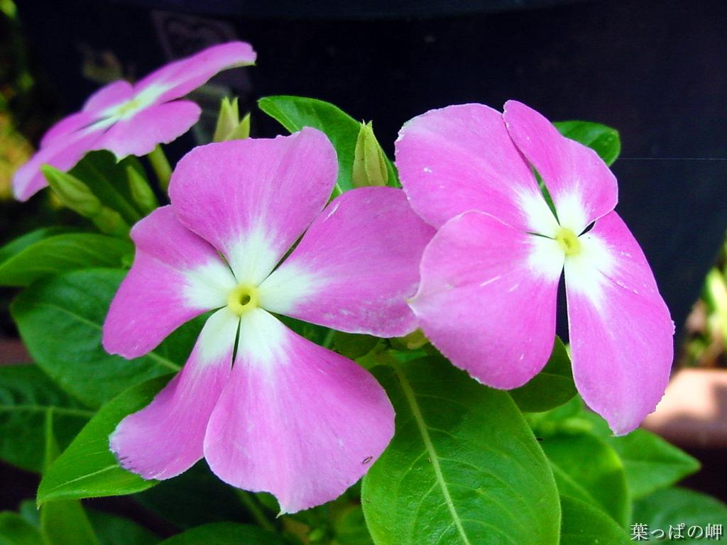  p>龙胆木属(richeriella pax et hoffm.