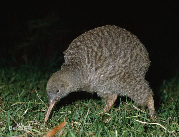 great sportted kiwi