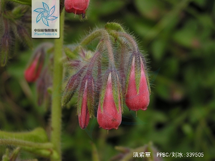  p>滇紫草(学名:onosma paniculatum bur. et fr.