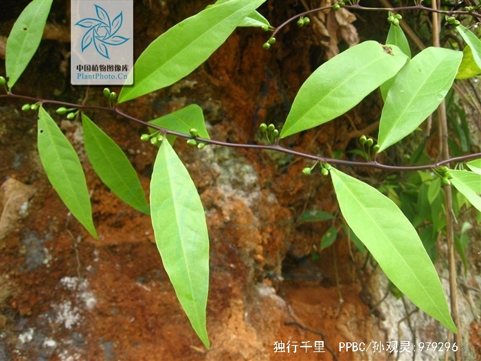  p>独行千里,中药名.