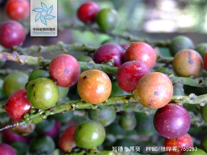  p>短穗鱼尾葵(学名: i>caryota mitis /i> lour),花卉苗木市场也称