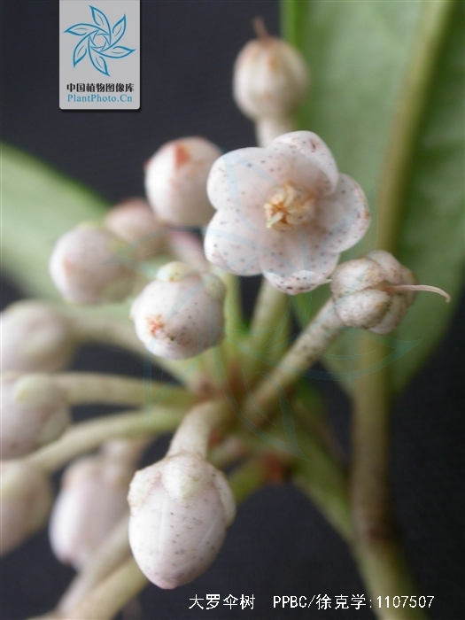  p>大罗伞树,ardisia hanceana mez,生长在海拔430-1500米的山谷,山坡