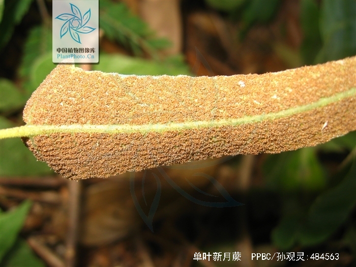 单叶新月蕨