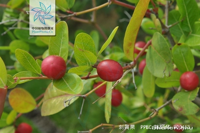 nbsp)是夹竹桃科假虎刺属植物,常绿灌木,干枝上有分叉的刺,刺长