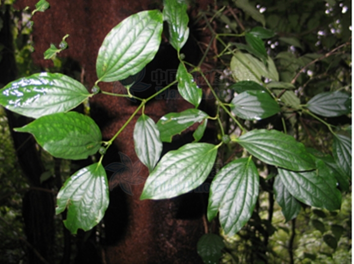  p>短蒟(学名: a target="_blank" href="/item/piper mullesua d.