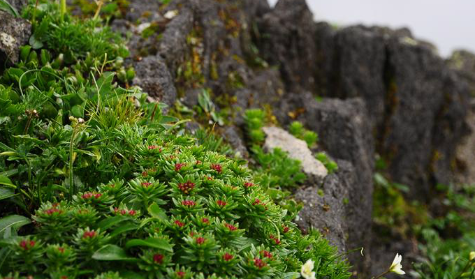  p> b>长白红景天 /b>(学名: i>rhodiola angusta /i>),是 a href="#"