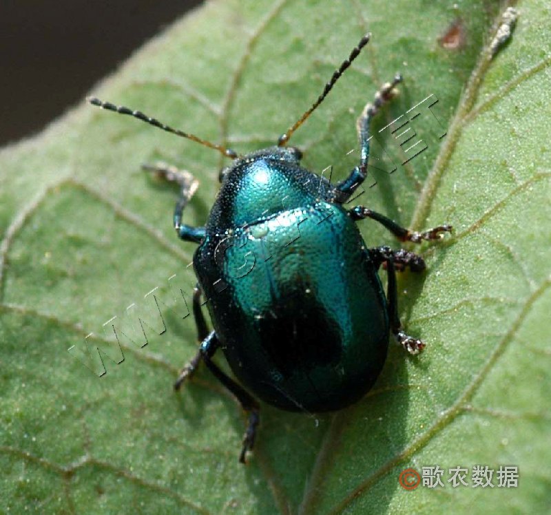 为 a target="_blank" href="/item/鞘翅目/1535103" data-lemmaid="