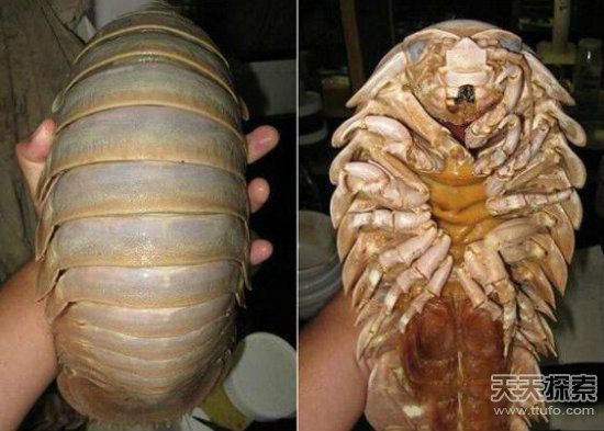  p>大王具足虫,又名巨型 深海大虱,巨型等足虫,是世界上体积最大的