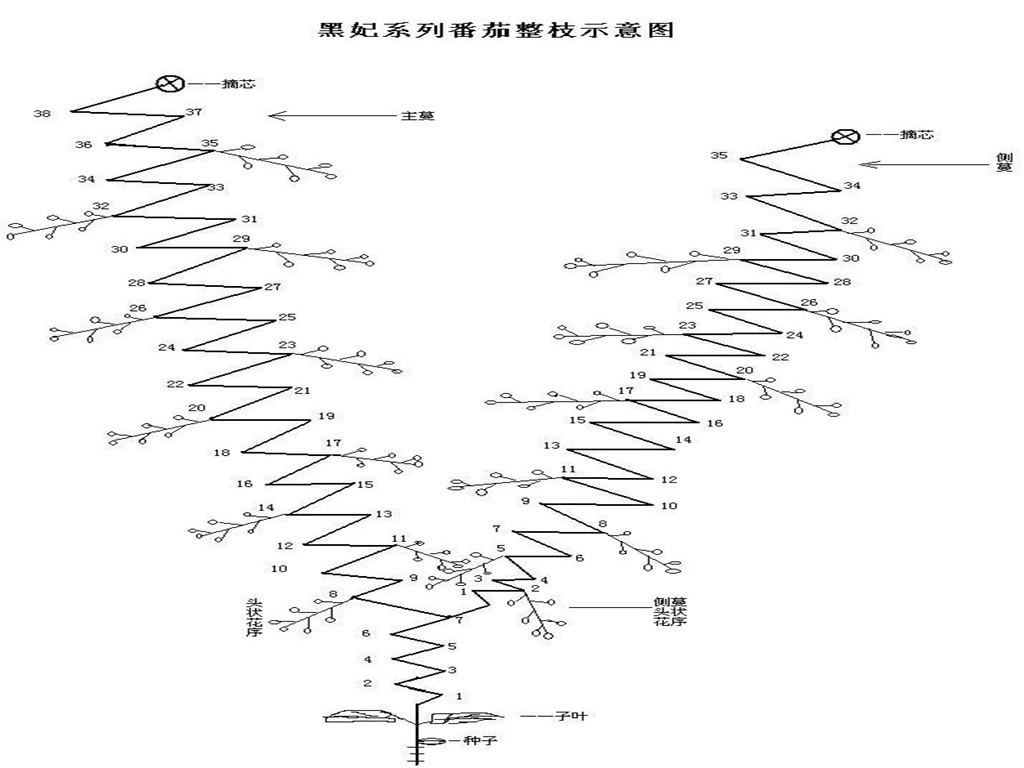 番茄双根双蔓整枝法