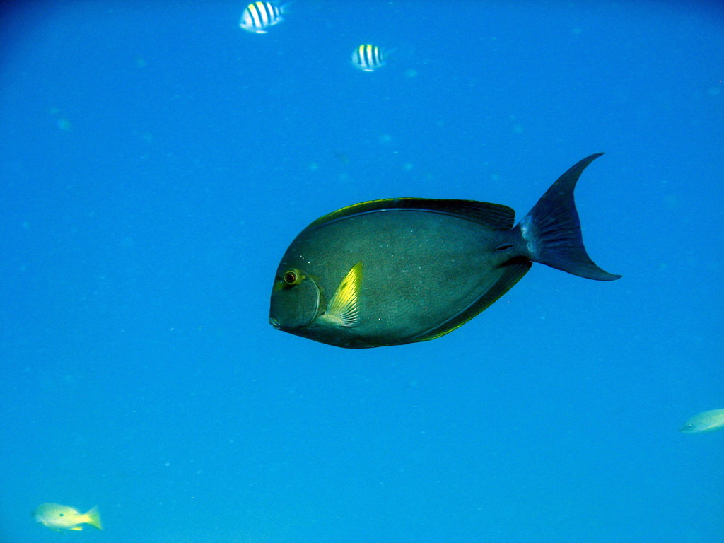  p>刺尾鱼科(学名:acanthuridae)是鲈形目所属一科鱼类总称,其科名  