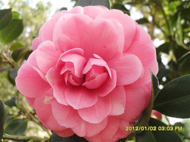  p>粉丹:福建别名—— a href="#" data-lemmaid="6533124">五色赤丹 