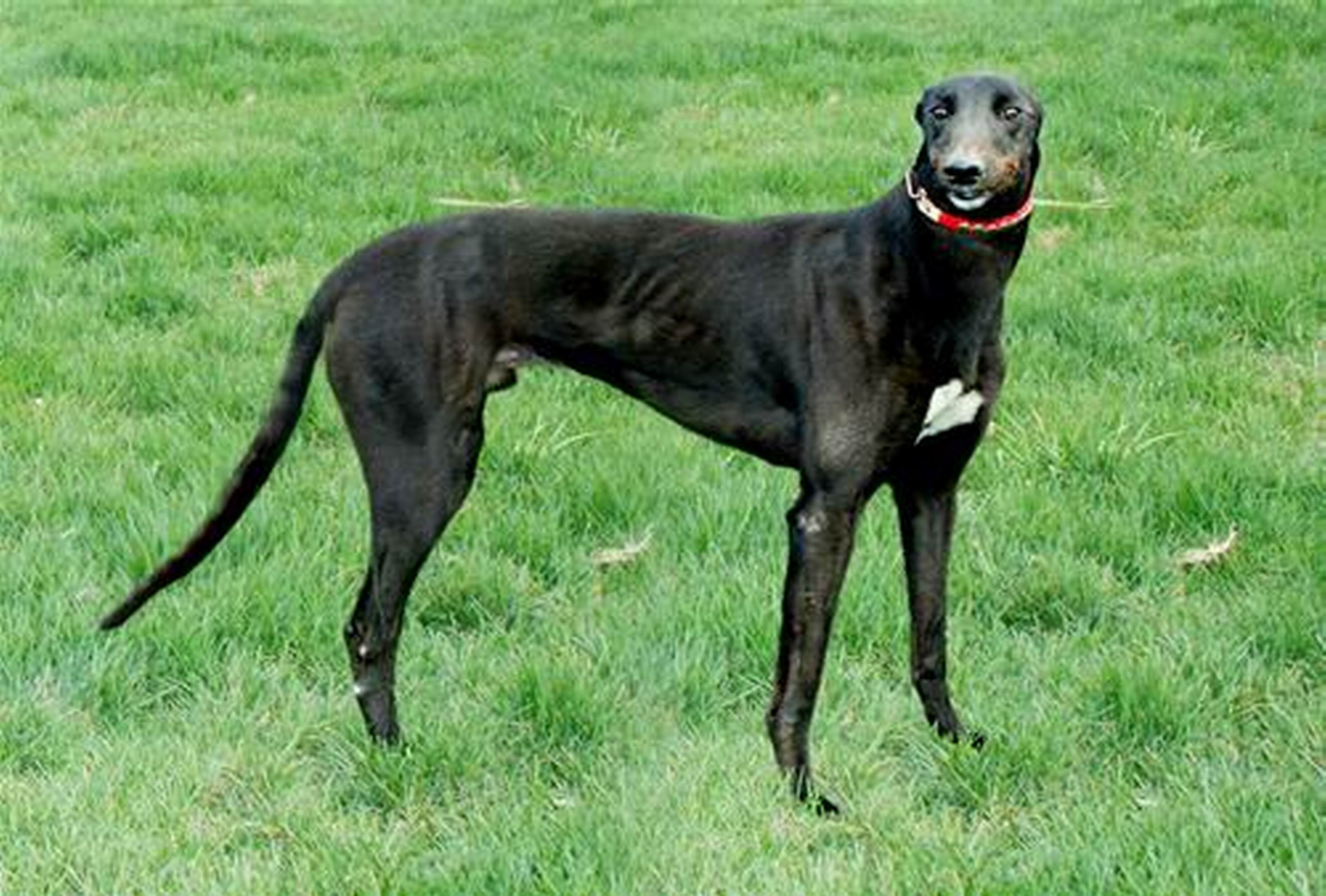  p>格力犬又名灵缇(greyhound),原产于中东地区.