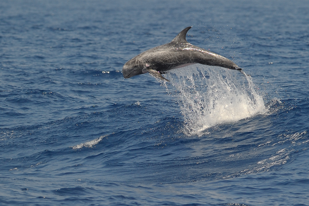  p>灰海豚(学名:grampus griseus).