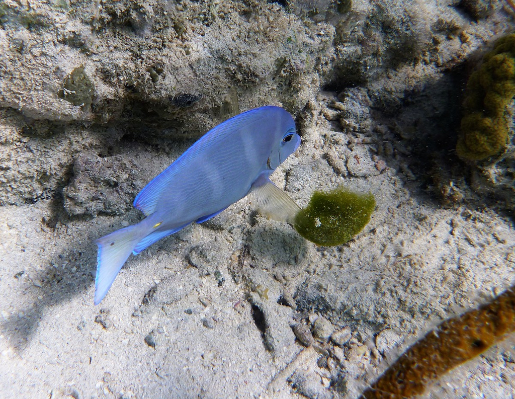 p>蓝刺尾鱼(学名:acanthurus coeruleus).此鱼体呈卵圆形.