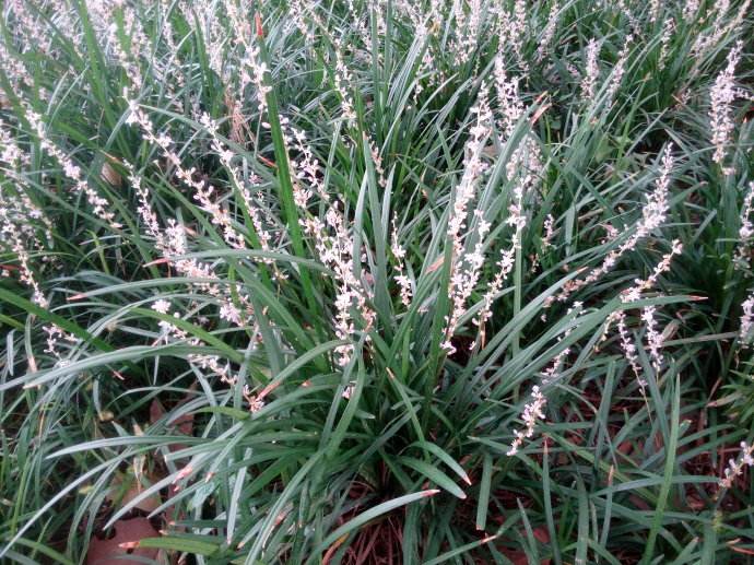 是百合科山麦冬属植物.