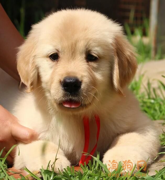 幼犬