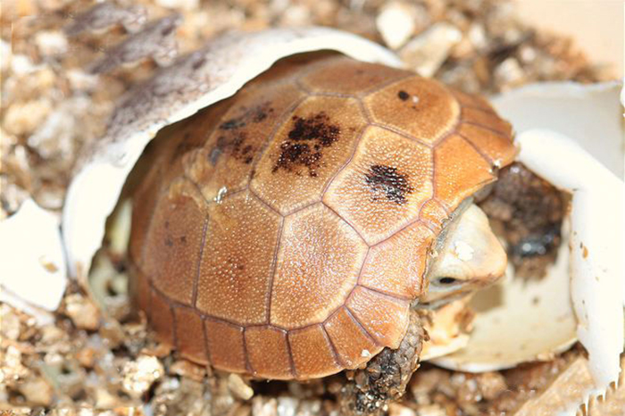  p>缅甸陆龟(学名: i>indotestudo elongata /i>)是陆龟科,印度陆龟属