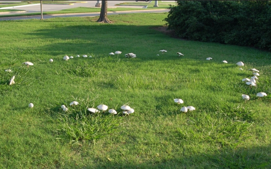  p data-id="gnbt1goisi">蘑菇圈:也叫仙人圈