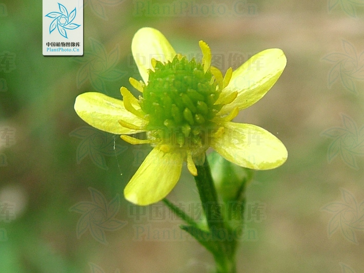 为毛茛科毛莨属的植物.多年生草本.须根伸长簇生.