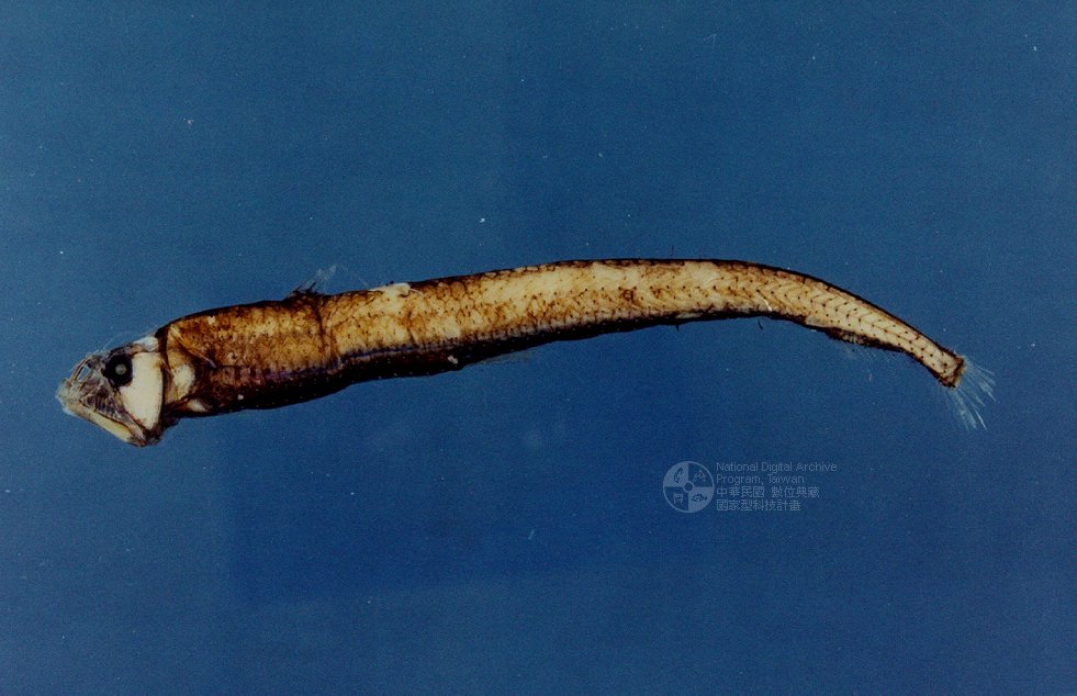  p>烛光鱼是 a href="#" data-lemmaid="1195405">硬骨鱼纲 /a>, a