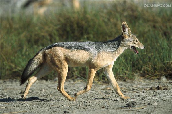  p>黑背胡狼(学名: i>canis mesomelas /i>):个头较小,长相似狗,行动