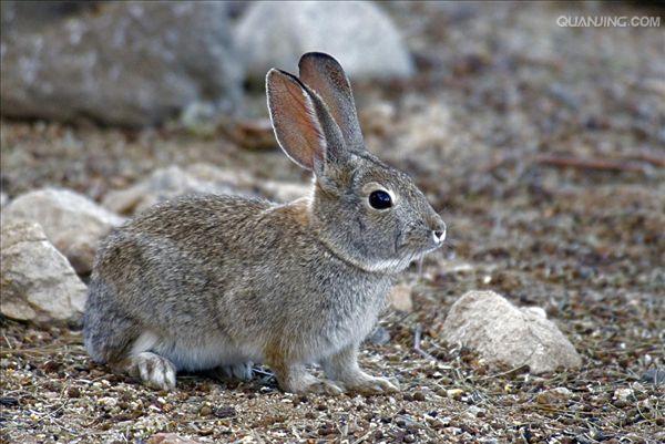 >兔科 /a>,林兔属的 a href="#" data-lemmaid="338983">啮齿动物 /a>
