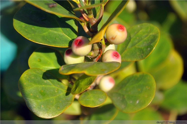 隐花果球形或卵形,黄绿色,成株常见果实点缀于枝头,历久不凋,甚为优雅