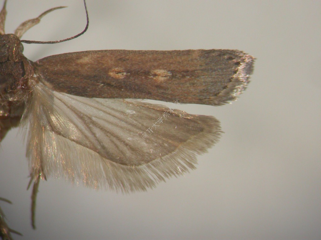  p>昆虫名,为鳞翅目,麦蛾科.分布华北,华东,华中,华南,西南等.