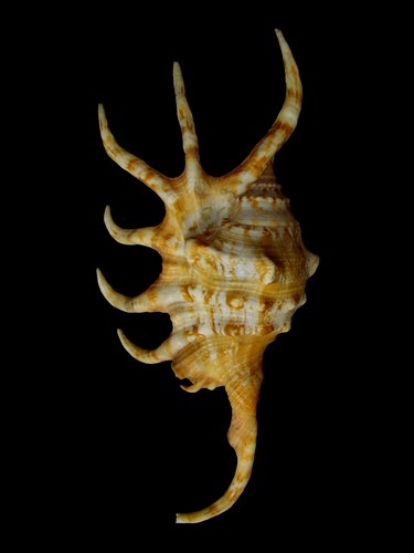  p>蜘蛛螺(学名: i>lambis lambis /i>) a href="#" data-lemmaid="