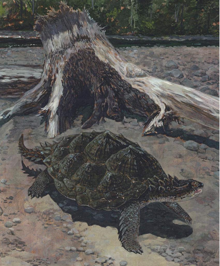  p>原颚龟也称三叠龟,是龟类动物的原始祖系,外形与现生的龟类相似.