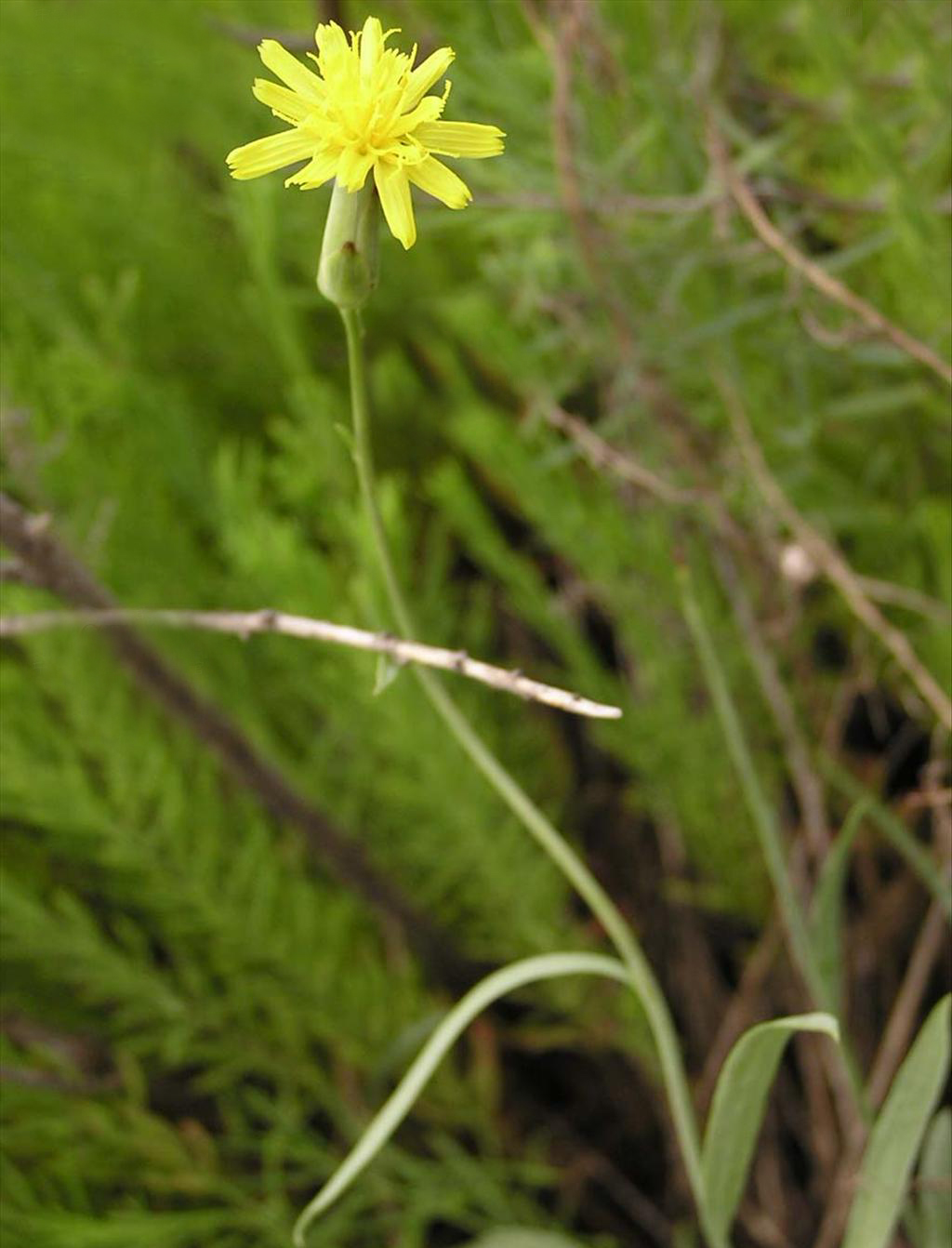  p>蒙古鸦葱(学名: i>scorzonera mongolica /i> maxim.