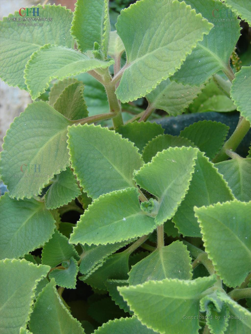  p>排香草属(anisochilus wall.