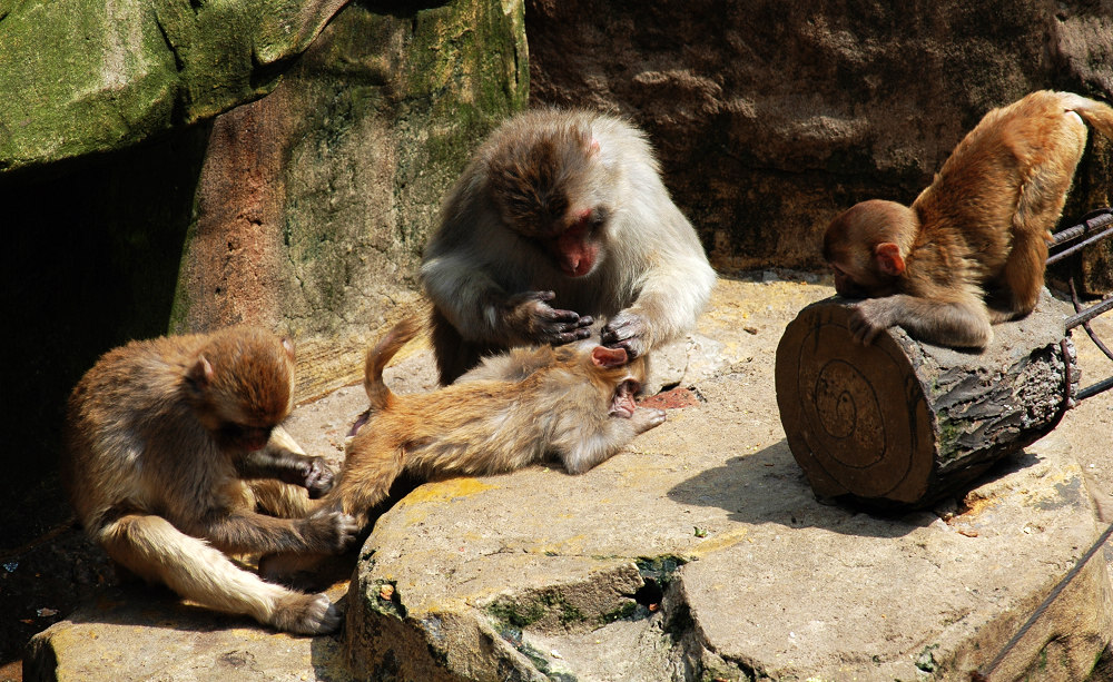  p data-id="gnyutzzyey">温州动物园位于风景秀丽的景山公园莲花芯