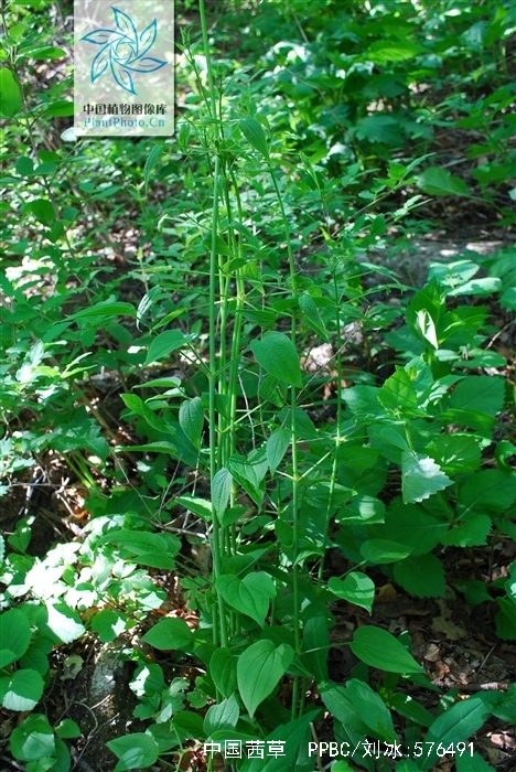 rubia chinensis regel et maack