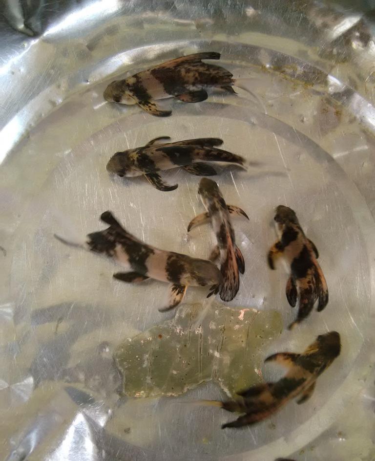  p>胭脂鱼(学名: i>myxocyprinus asiaticus /i>)是胭脂鱼科,胭脂鱼属