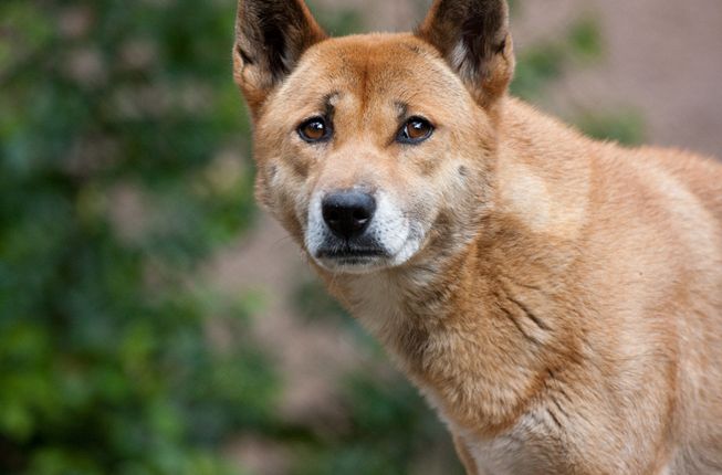 canis lupus hallstromi