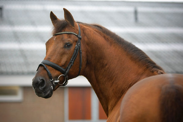 这个区域可说是德国培育马最成功的地
