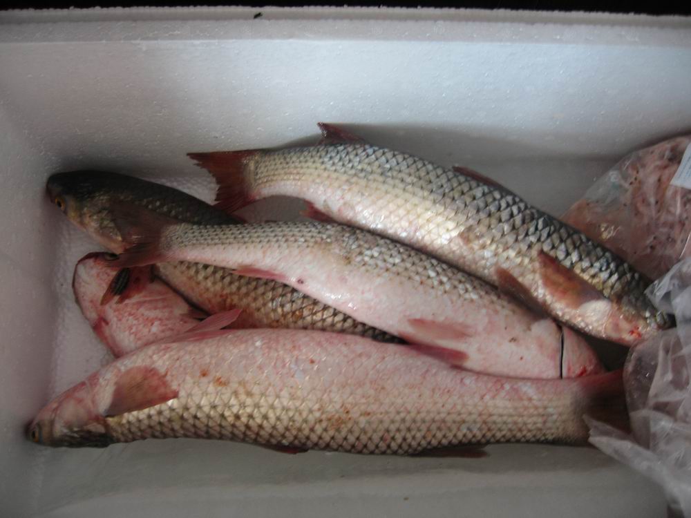  p data-id="gnbqmhnuqg">明太鱼(theragra chalcogramma;alaska po-l