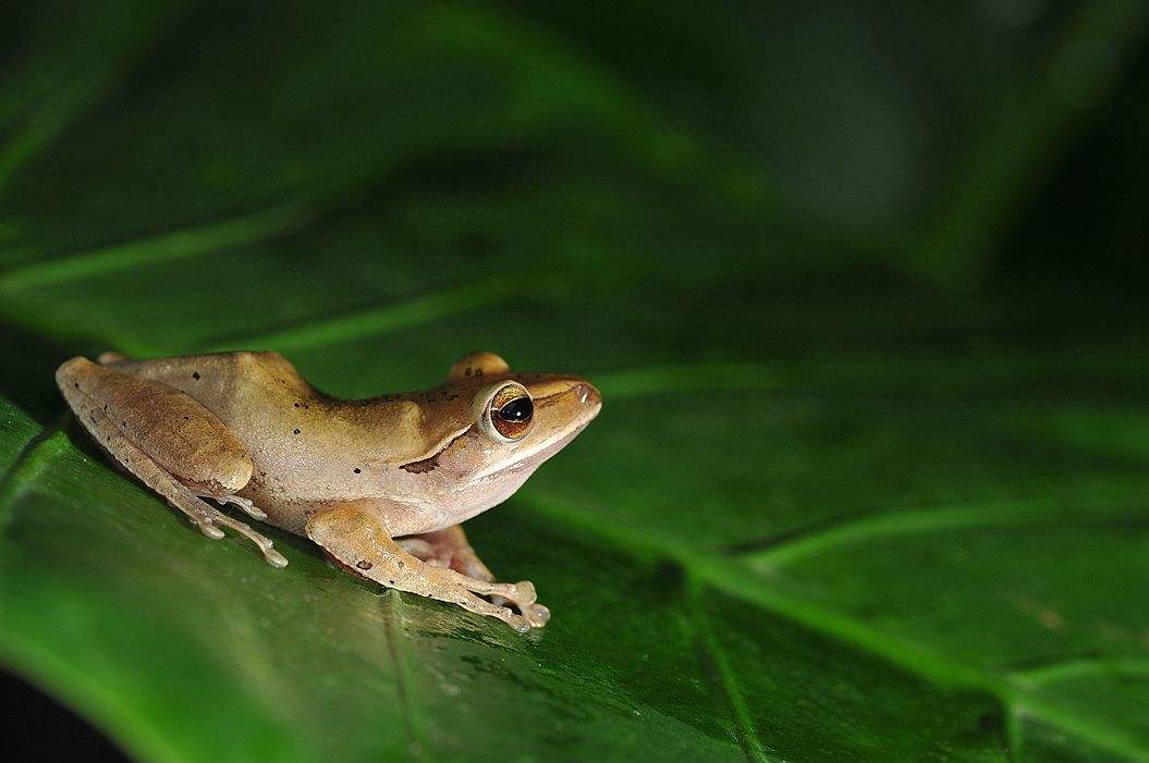 树蛙