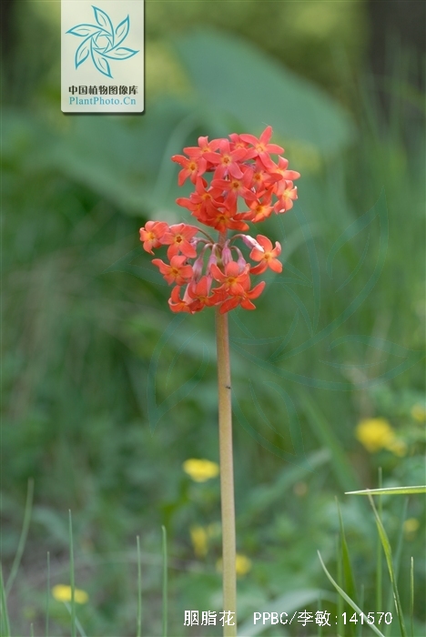  p data-id="tzrnew7zouqk">胭脂花( i>primula maximowiczii /i>