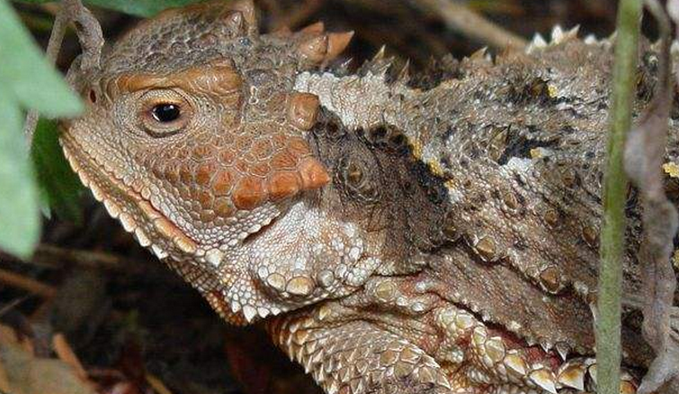  p>沙漠角蜥(学名:phrynosoma platyrhinos)是原生北美洲的中小型 a