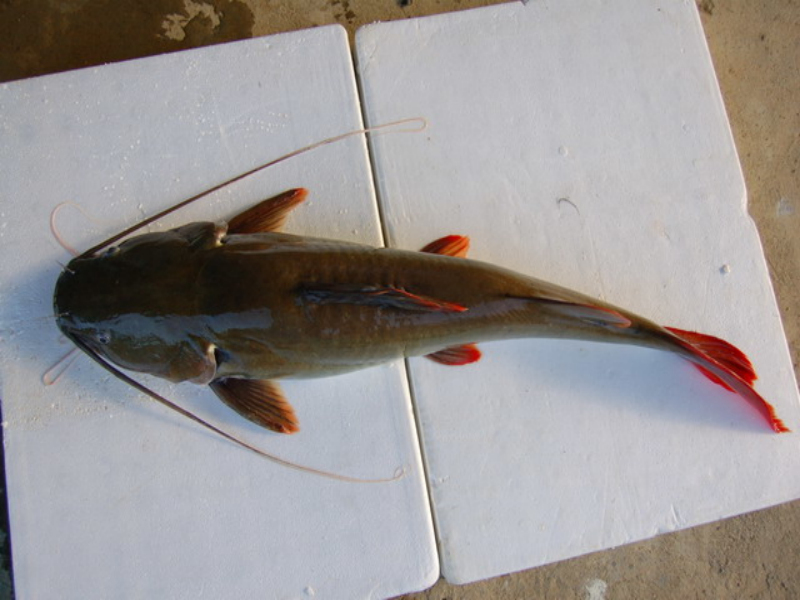  p>胡子鱼,学名 a target="_blank" href="/it