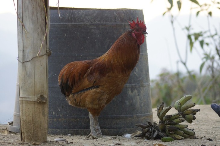  p>普洱瓢鸡,云南省普洱市 a target="_blank" href="/item/镇沅县